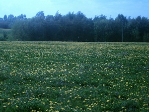 Описание: Описание: C:\Users\Вован\Desktop\Фото\Сайт\вот\PICT0571.jpg